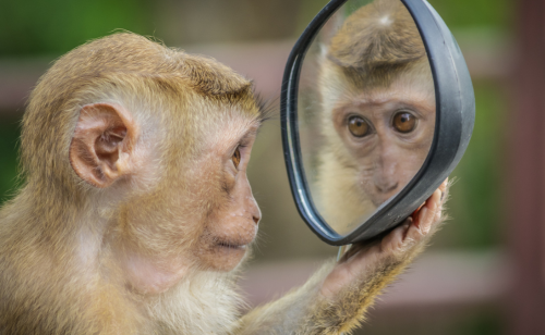Monkey looking at reflection to show the mirror test