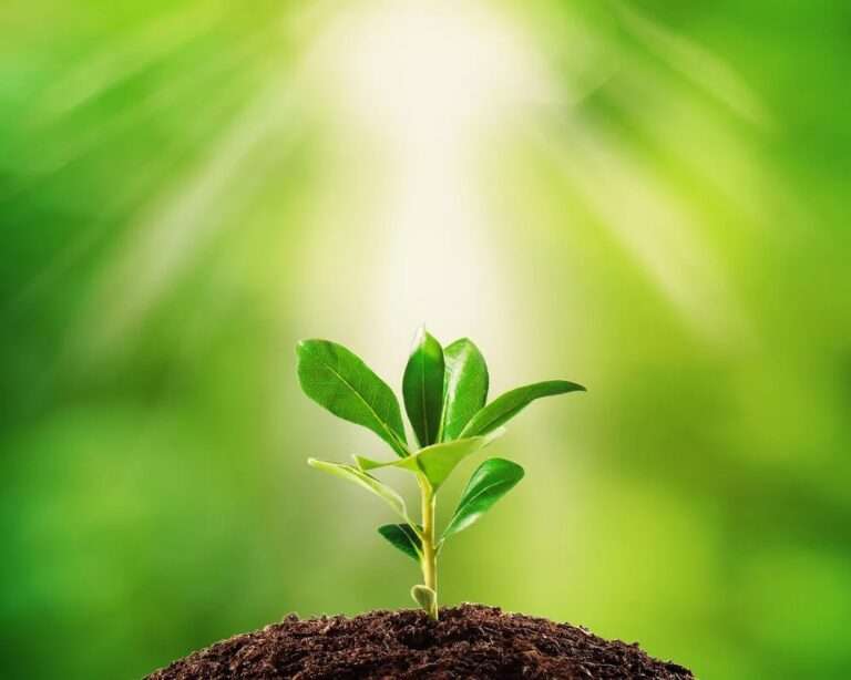 A small plant growing up out of the earth