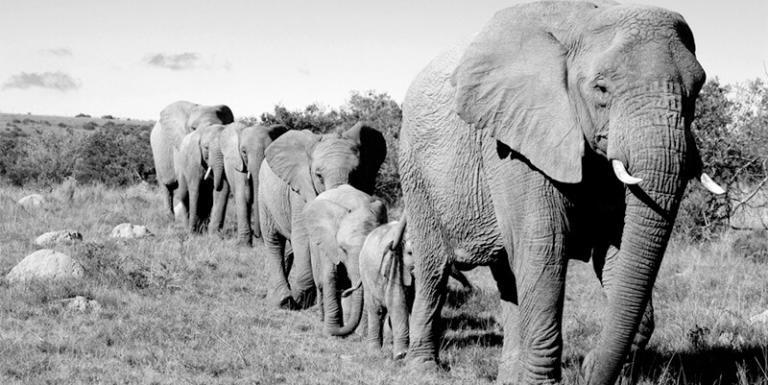African elephants - Elephant