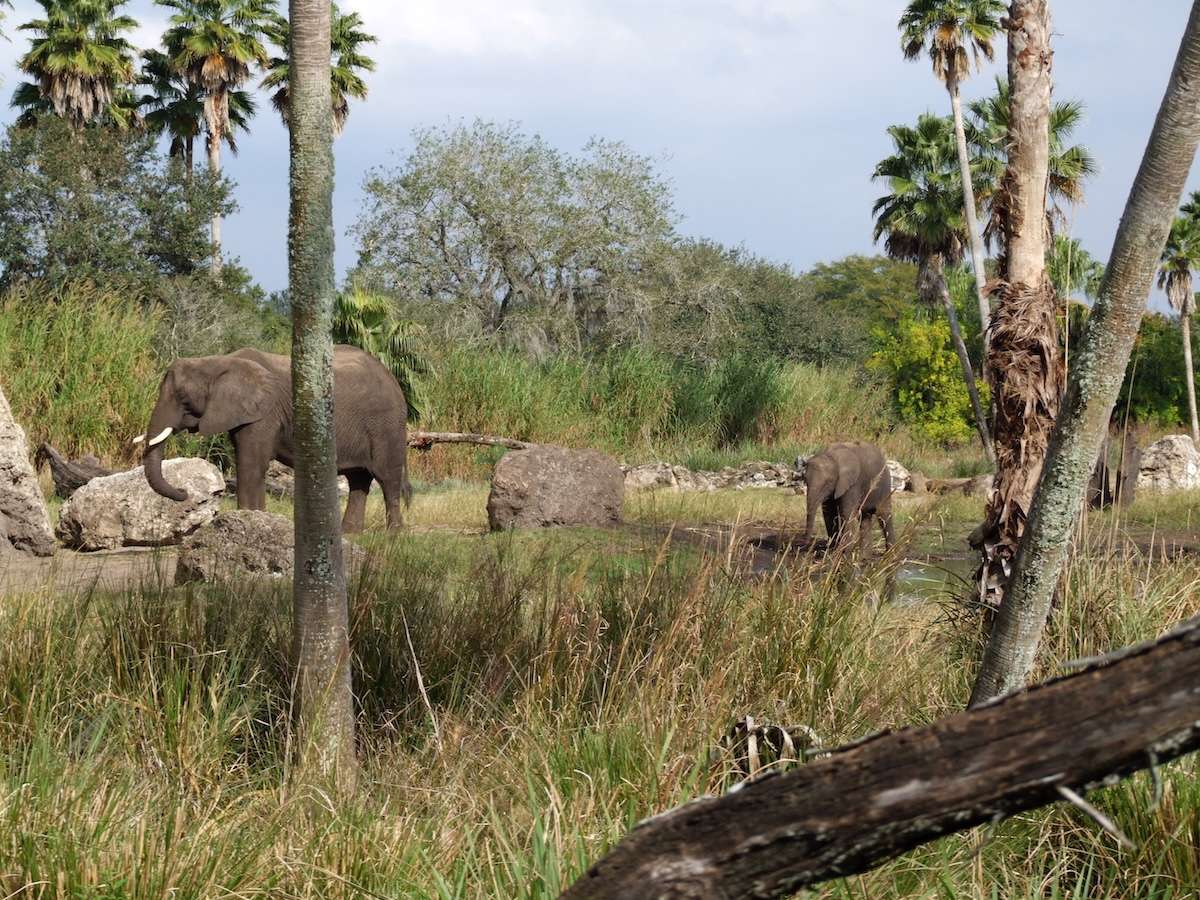 Kilimanjaro Savanah elephants