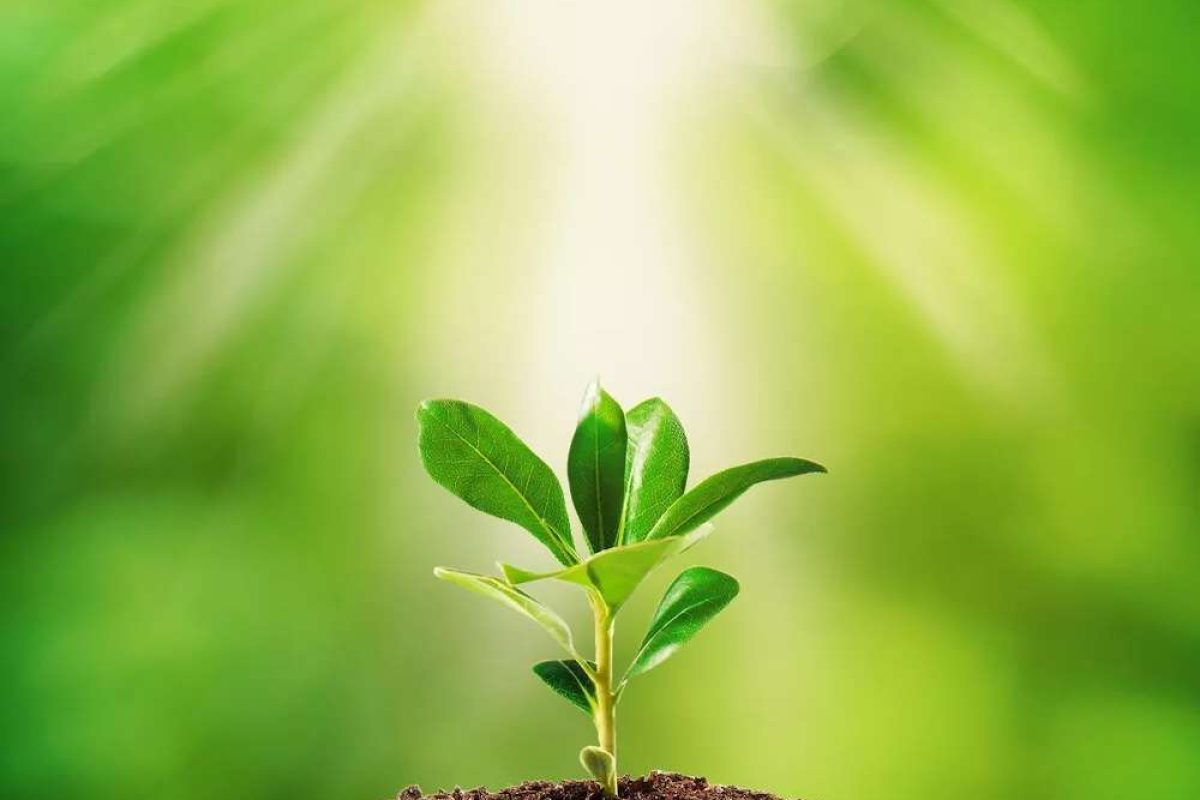 A small plant growing up out of the earth